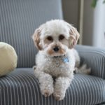 How Pet-Friendly Hotels Can Get More Bookings