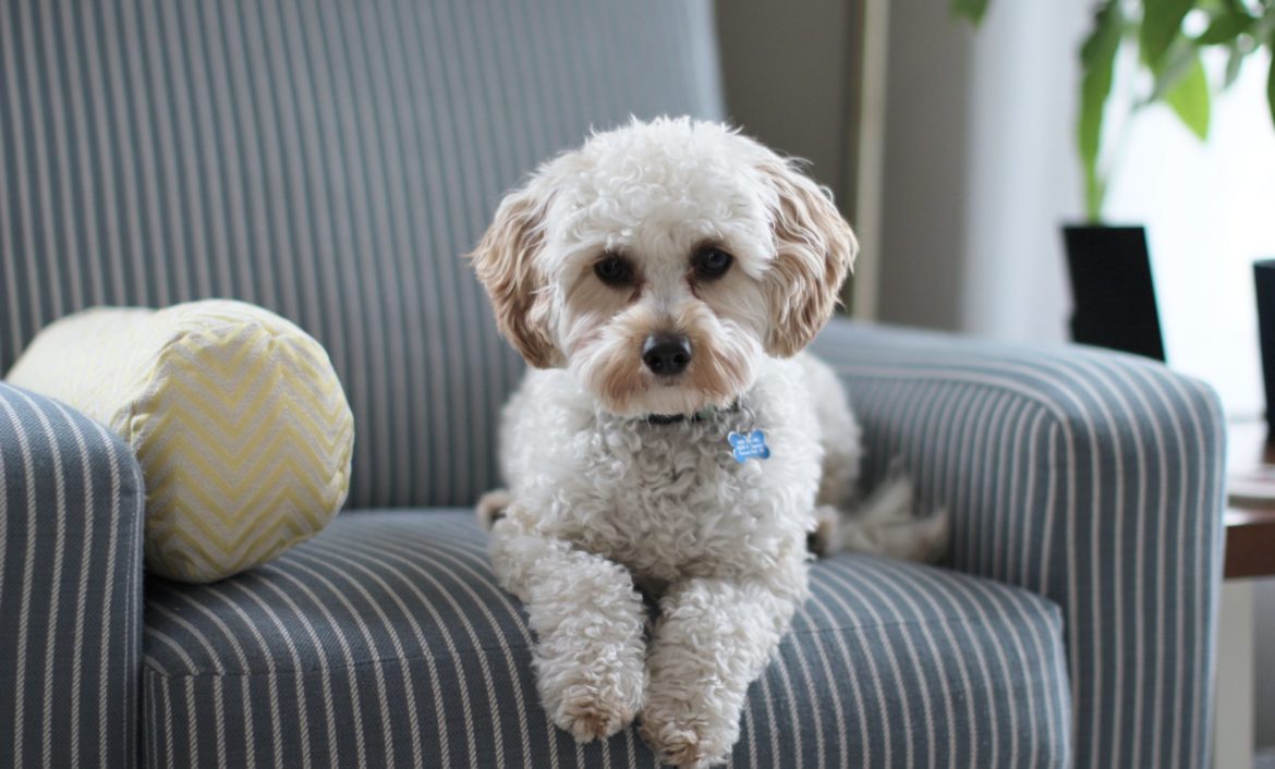 pet-friendly hotels