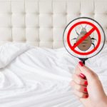 Bed Bugs: How to Combat Them in Your Hotel or Resort